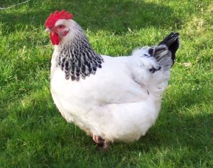 Sussex chicken. (2023, March 16). In Wikipedia. https://en.wikipedia.org/wiki/Sussex_chicken
