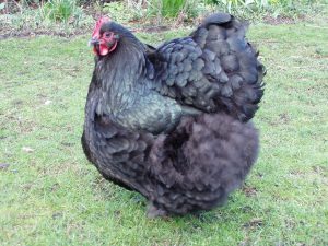 Black Orpington chicken. (2022, December 30). In Wikipedia. https://en.wikipedia.org/wiki/Orpington_chicken