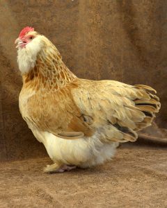Faverolles chicken. (2023, January 26). In Wikipedia. https://en.wikipedia.org/wiki/Faverolles_chicken